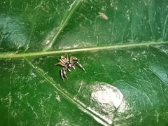 Phintelloides versicolor