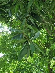 Xanthostemon chrysanthus
