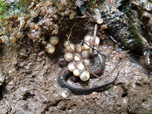 Savannah Dusky Salamander