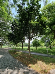 Xanthostemon chrysanthus