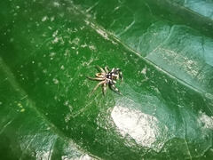 Phintelloides versicolor