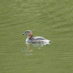 Tachybaptus ruficollis