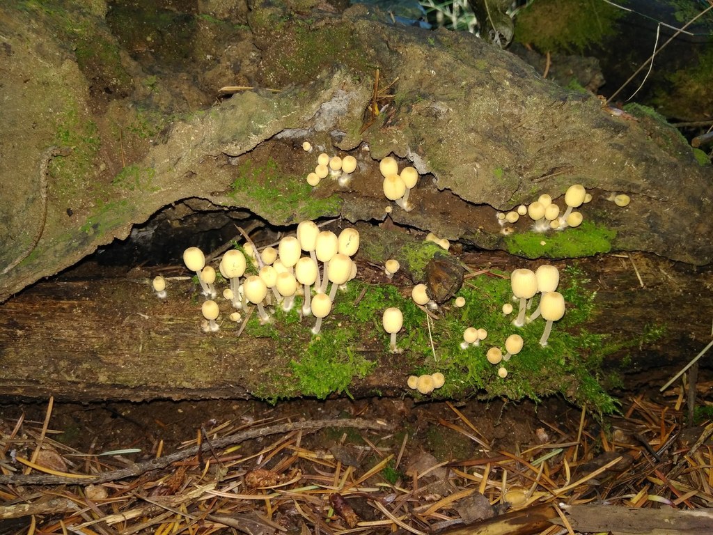 Coprinellus disseminatus · April 2018 · photo: © cristianriquelme (iNaturalist, cc-by)