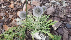 Echinops humilis