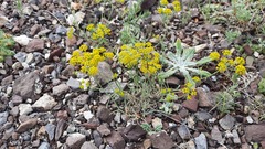 Bupleurum bicaule
