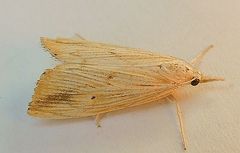 Xubida dentilineatella