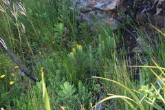 Oedera imbricata