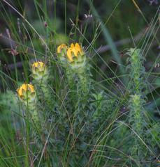 Oedera imbricata