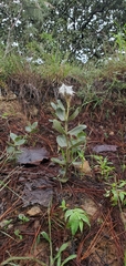 Asclepias jaliscana
