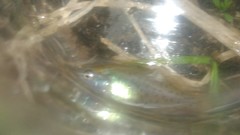 Austrolebias bellottii