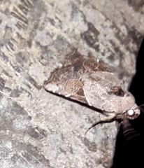 Gonodes liquida
