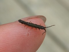 Erichsonella attenuata