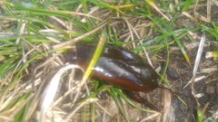 Megadytes