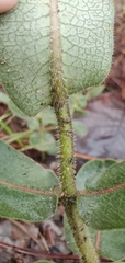 Asclepias jaliscana