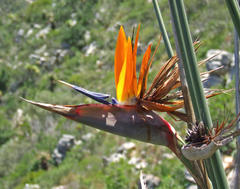Strelitzia juncea