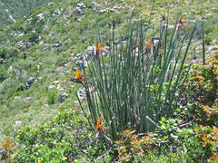 Strelitzia juncea