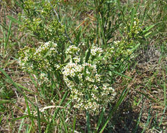 Gymnosporia elliptica