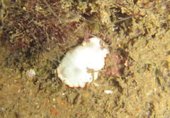 Goniobranchus verrieri