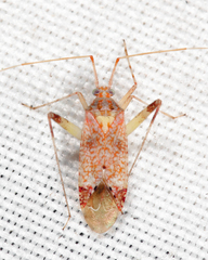 Phytocoris depictus