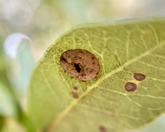 Paracraspis guadaloupensis