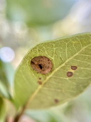 Paracraspis guadaloupensis