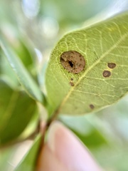 Paracraspis guadaloupensis