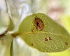 Paracraspis guadaloupensis