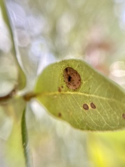 Paracraspis guadaloupensis