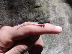 Argia oculata