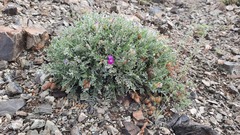 Oxytropis tragacanthoides