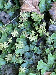 Marchantia inflexa