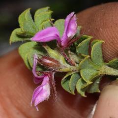 Indigofera candolleana