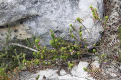 Indigofera candolleana