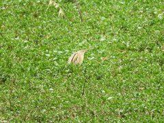 Ixobrychus involucris