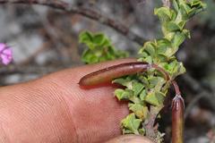 Indigofera candolleana