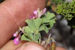 Indigofera candolleana