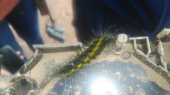 Dysschema centenaria