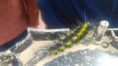 Dysschema centenaria