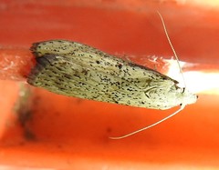 Lamoria idiolepida