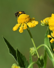 Halictus poeyi