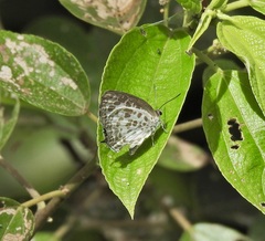 Arhopala wildei