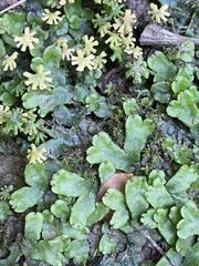 Marchantia inflexa