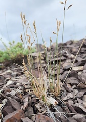 Poa attenuata