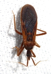 Tribelocephalinae