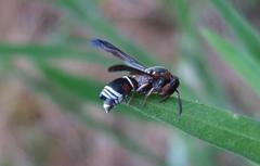 Antepipona