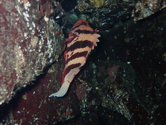 Sebastes nigrocinctus