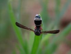 Antepipona