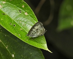 Arhopala wildei