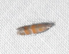 Battaristis vittella