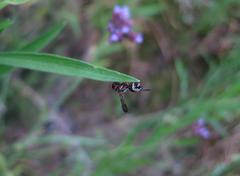 Antepipona